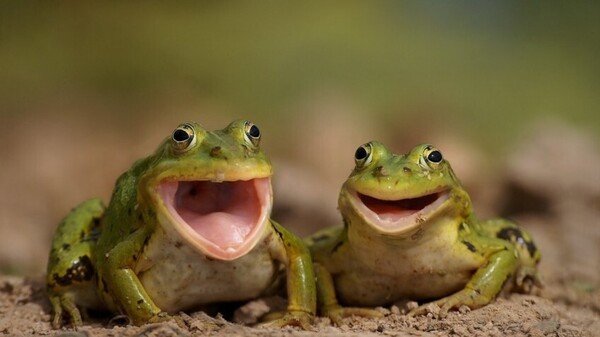 frogs-laughing.jpg
