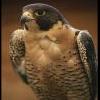 falcon_
