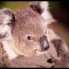Itchy Koala